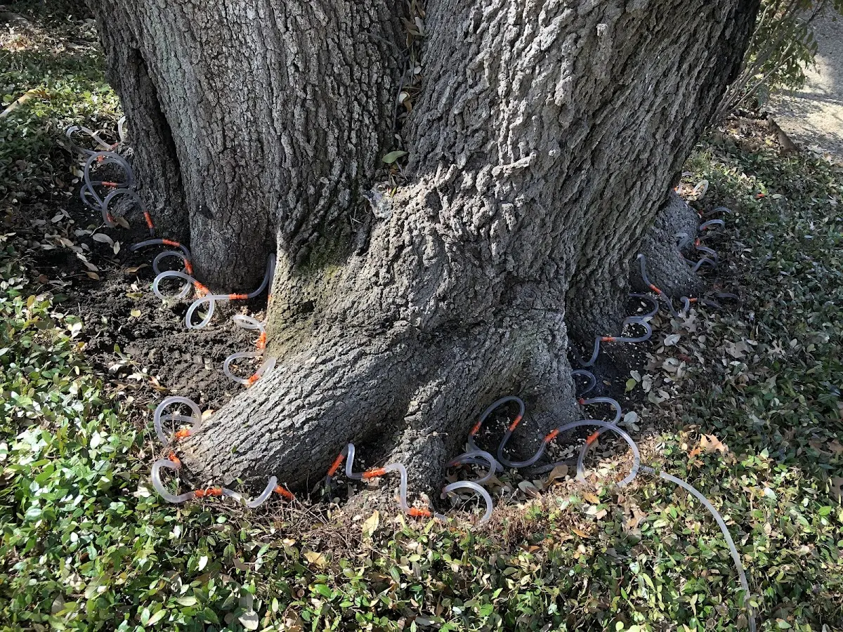 Detailed Tree Cabling and Bracing job site in Marionville