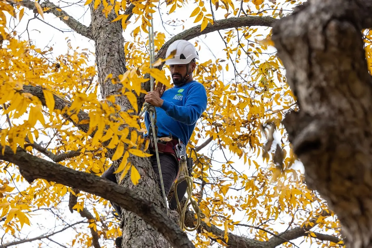 Skilled Tree Planing crew working in Marionville