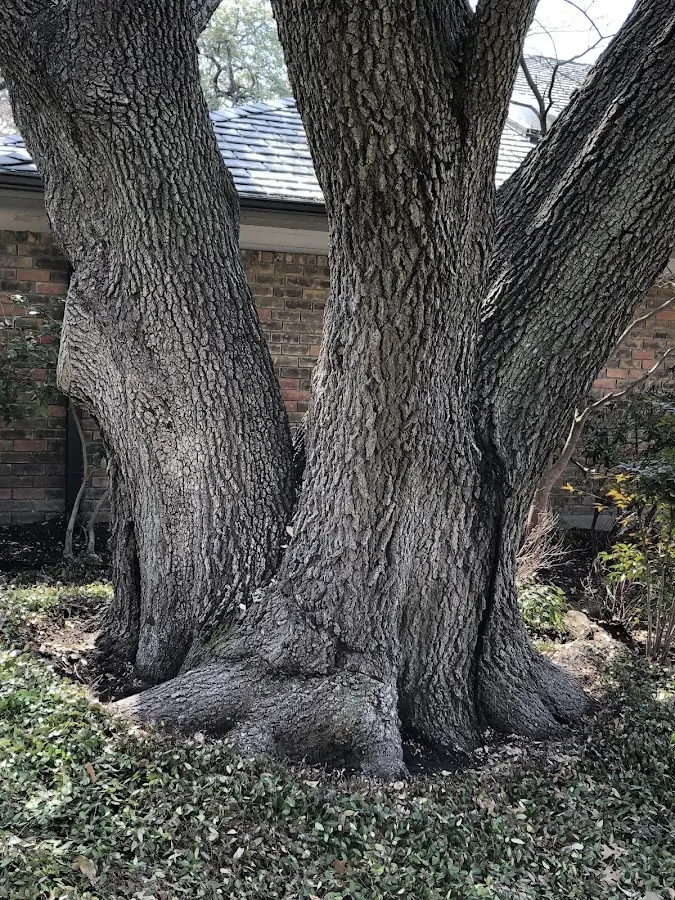 Mature heritage tree close to a Marionville property cared for by certified arborists